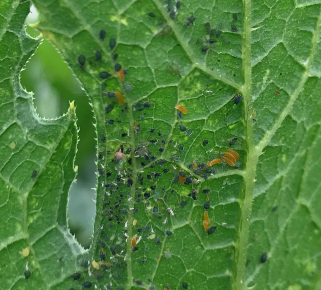APHID CONTROL | Beneficial Insectary