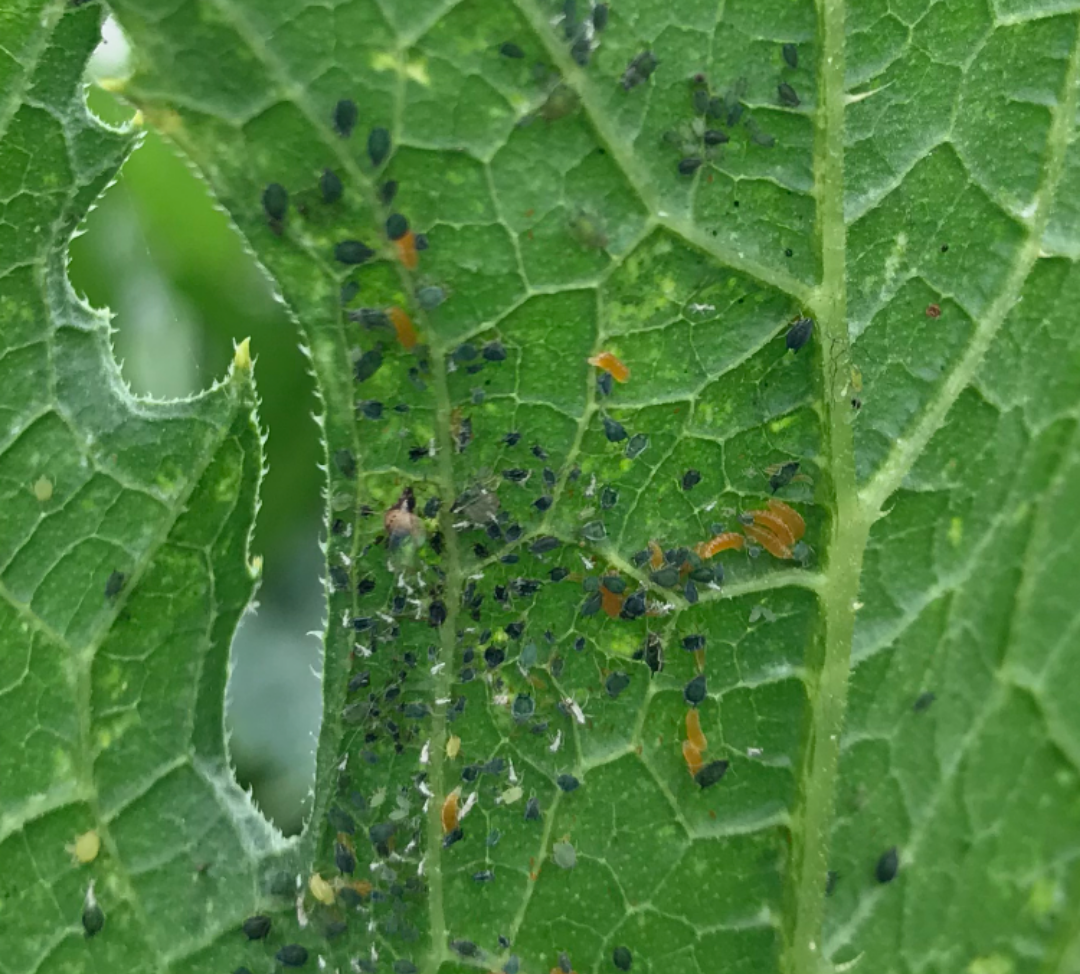 Green Lacewings (Chrysoperla rufilabris)