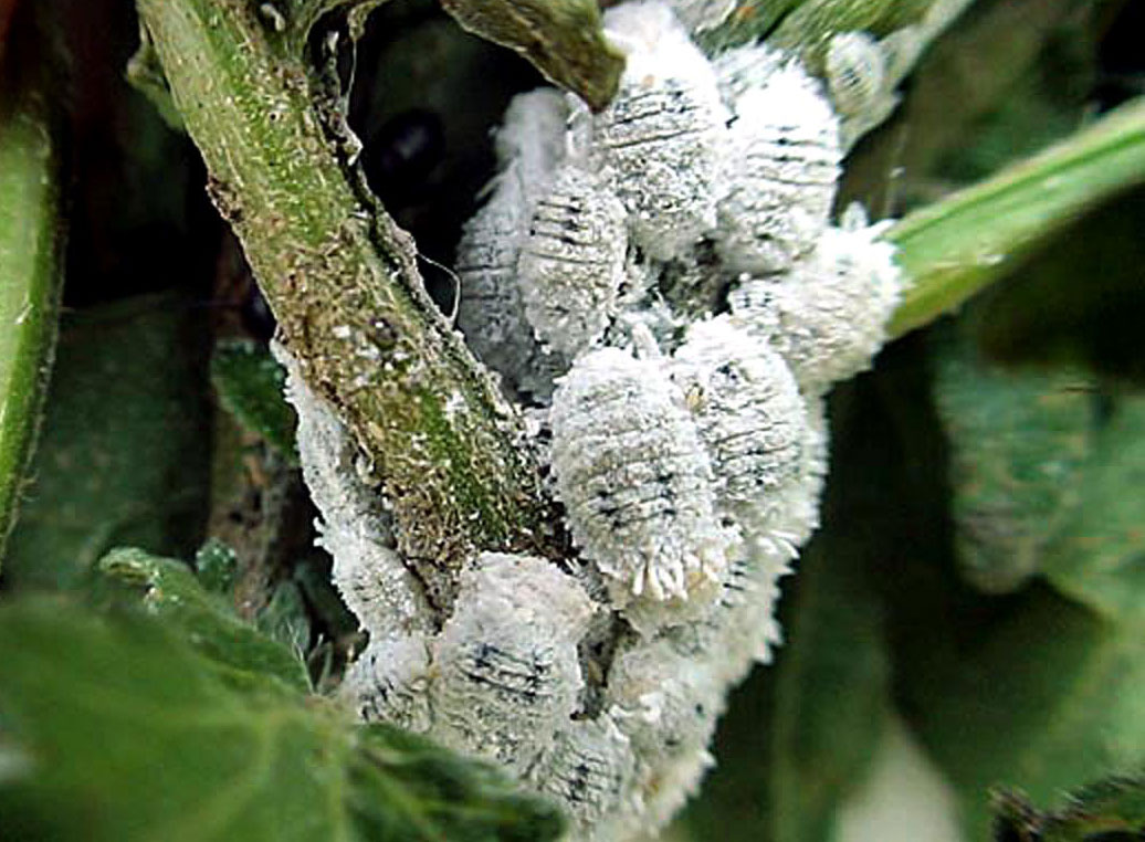 Mealybug Control Beneficial Insectary